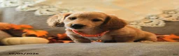 Miniature Dachshund dogs for sale: Sport - Ad 5