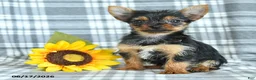 Yorkshire Terrier dogs for sale: Fern - Ad 4