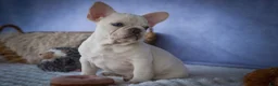 French Bulldog dogs for sale: Tansy🌸 - Ad 4