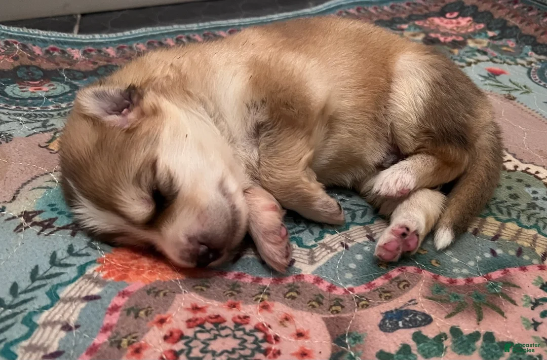 German Shepherd dogs for sale: German Shepherd Male 1 (Panda) - Ad 1