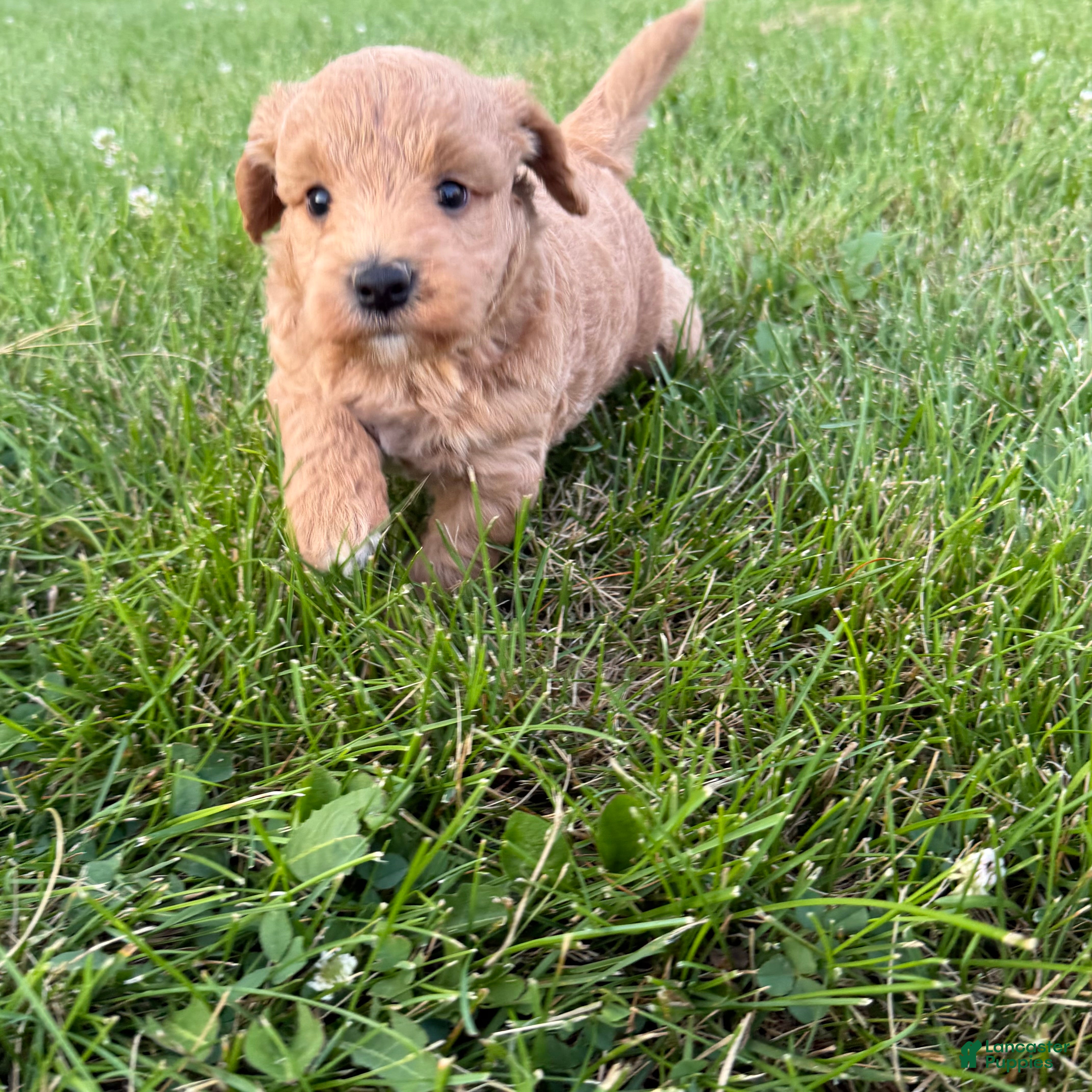 Mini Goldendoodle dogs Lexi Mini Goldendoodle  - Ad 1