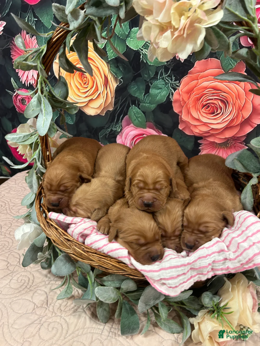 Golden Retriever dogs for sale: Lady - Ad 2