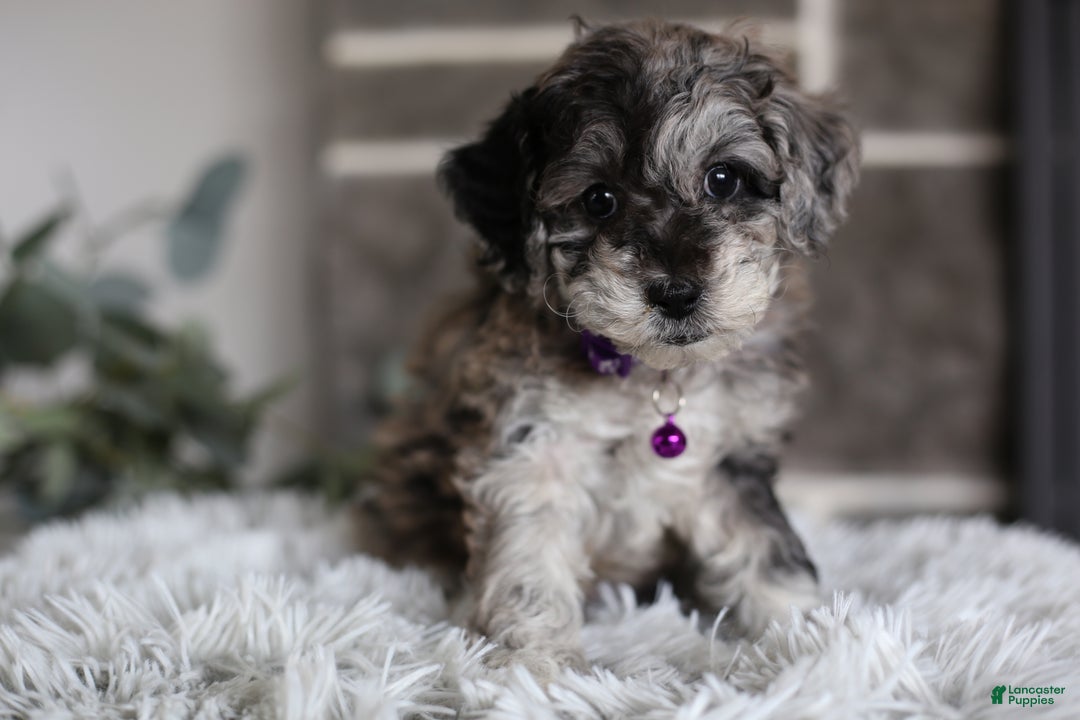 Miniature Poodle dogs for sale: Evie - Ad 4