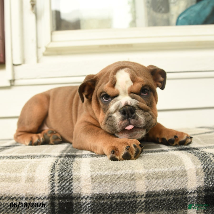 English Bulldog dogs Luna  - Ad 2