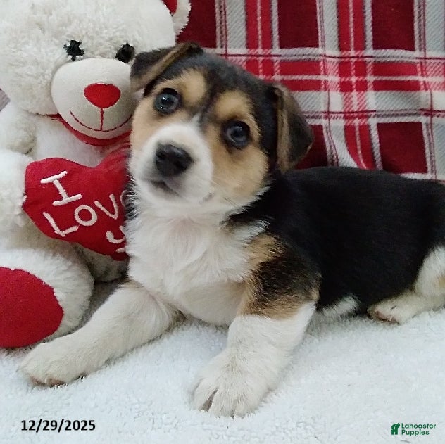 Mixed Breed dogs Tommy - Ad 4