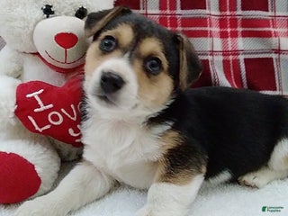 Mixed Breed dogs Tommy - Ad 38