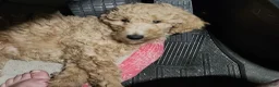 Goldendoodle dogs for sale: 🩵 light blue  - Ad 7