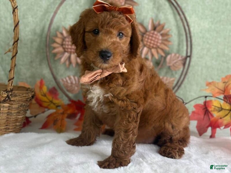 Mini Goldendoodle dogs Razzle - Ad 2