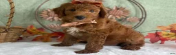 Mini Goldendoodle dogs for sale: Razzle - Ad 2
