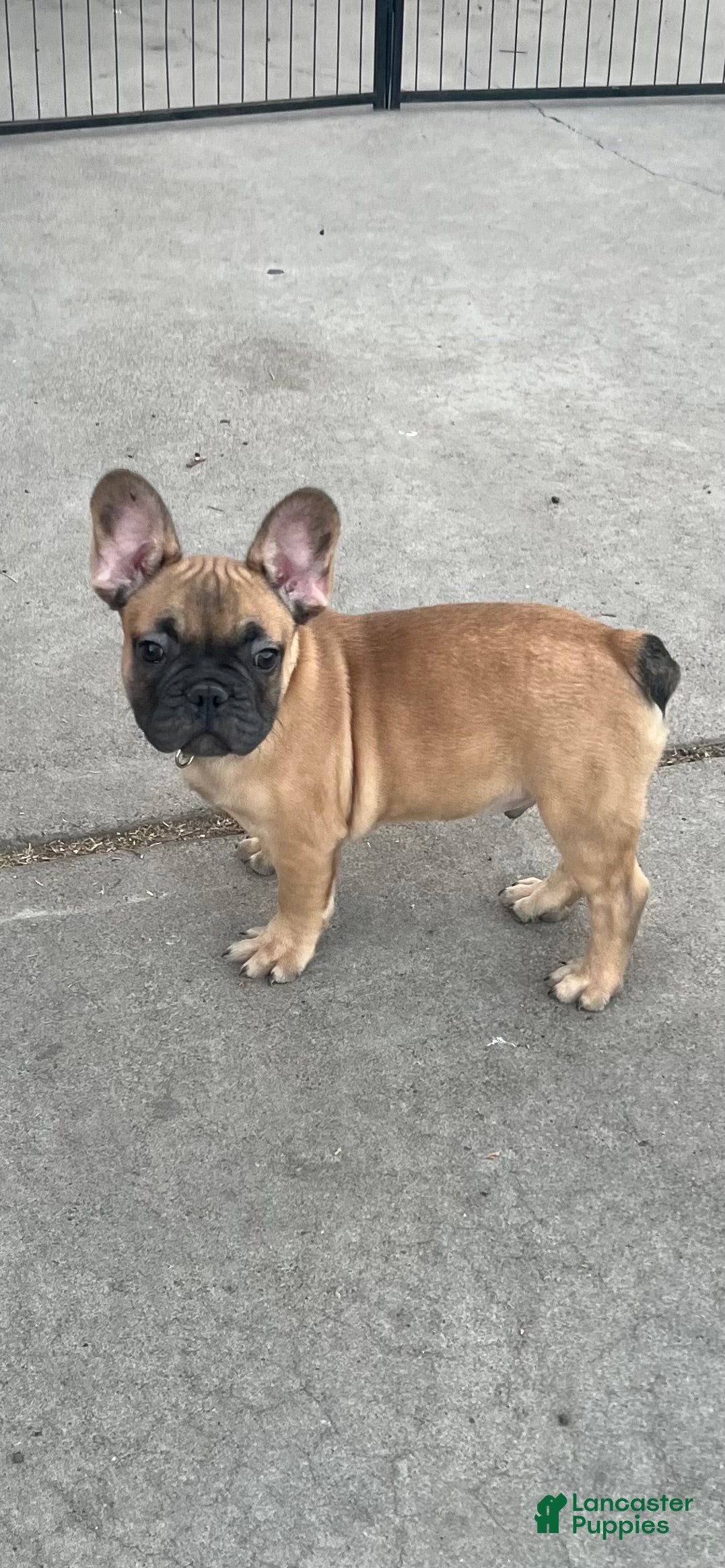 French Bulldog dogs Gilbert - Ad 2