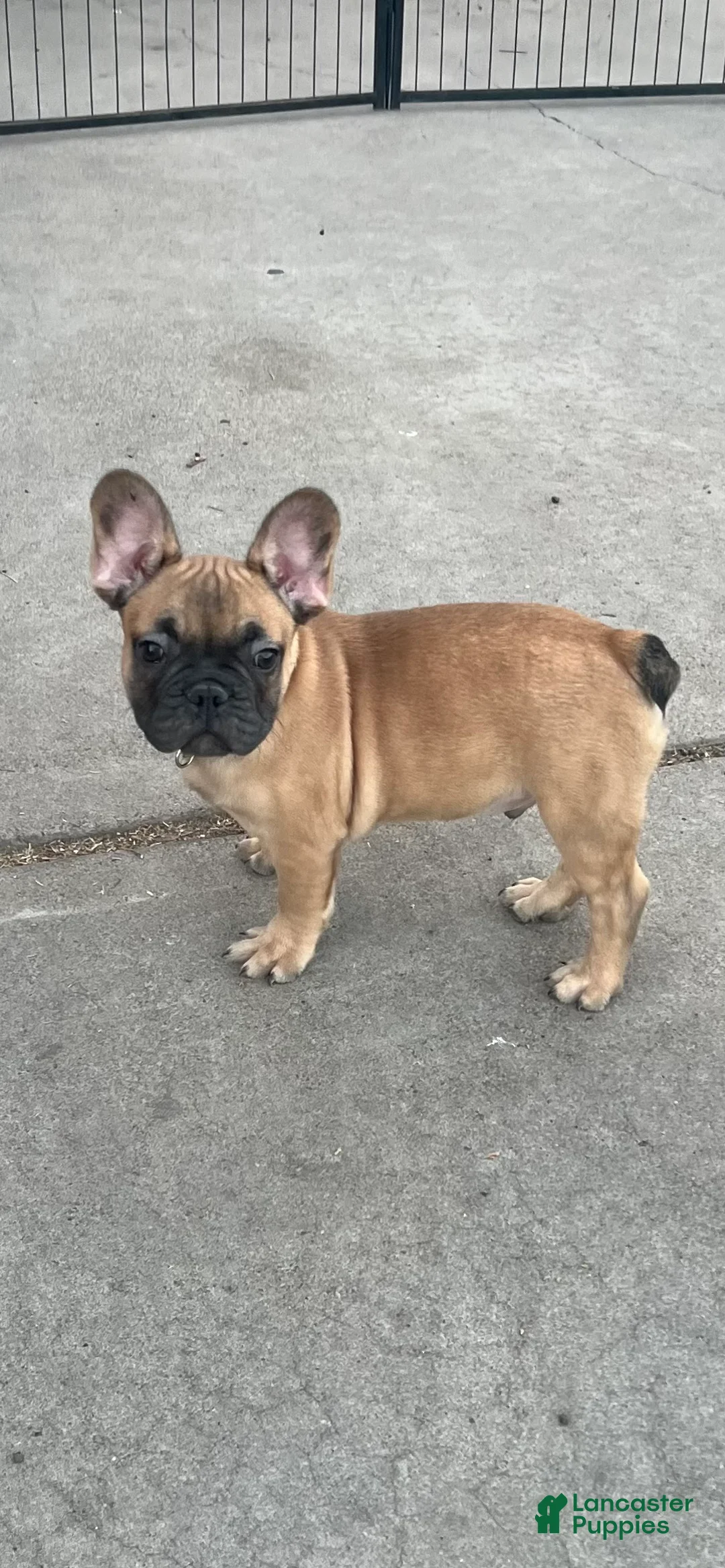 French Bulldog dogs for sale: Gilbert - Ad 2