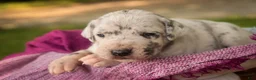 Great Dane dogs for sale: Beatrice Great Dane  - Ad 8