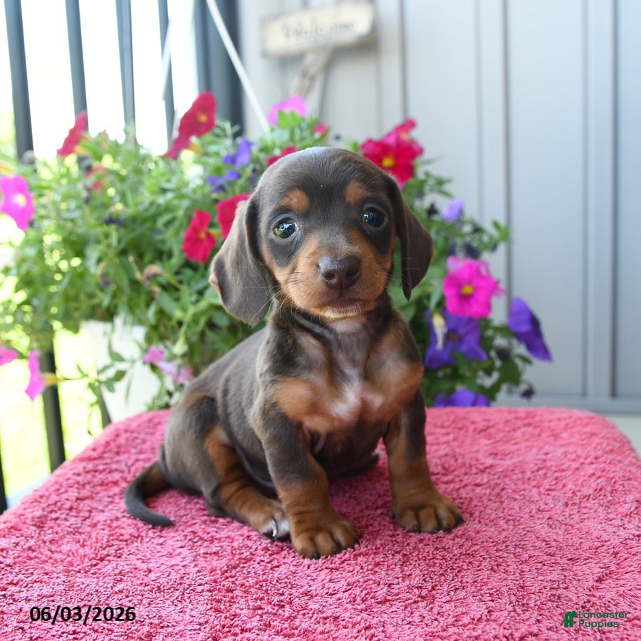 Miniature Dachshund dogs for sale: Nilly - Ad 3