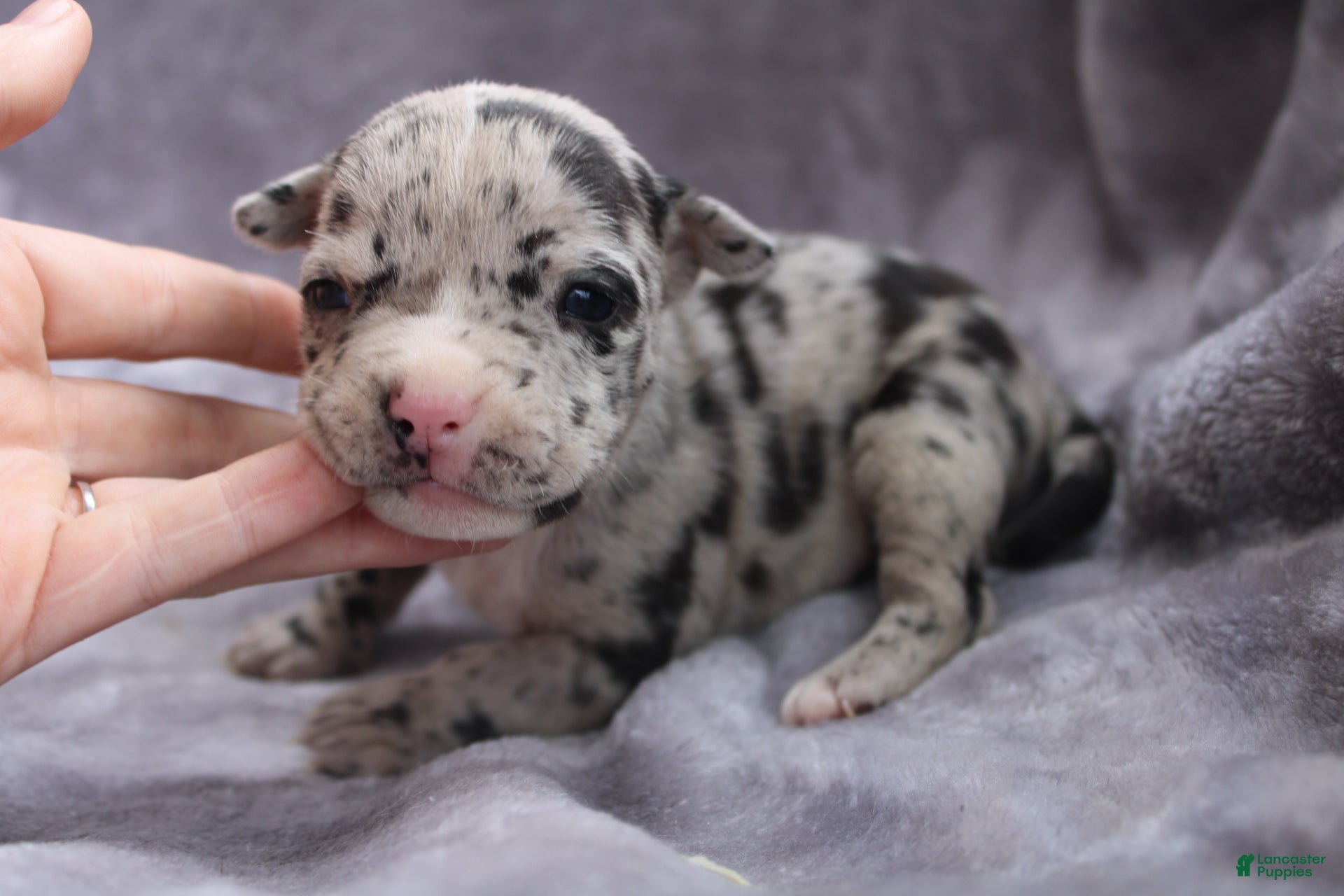 American Bully dogs Hera - Ad 1