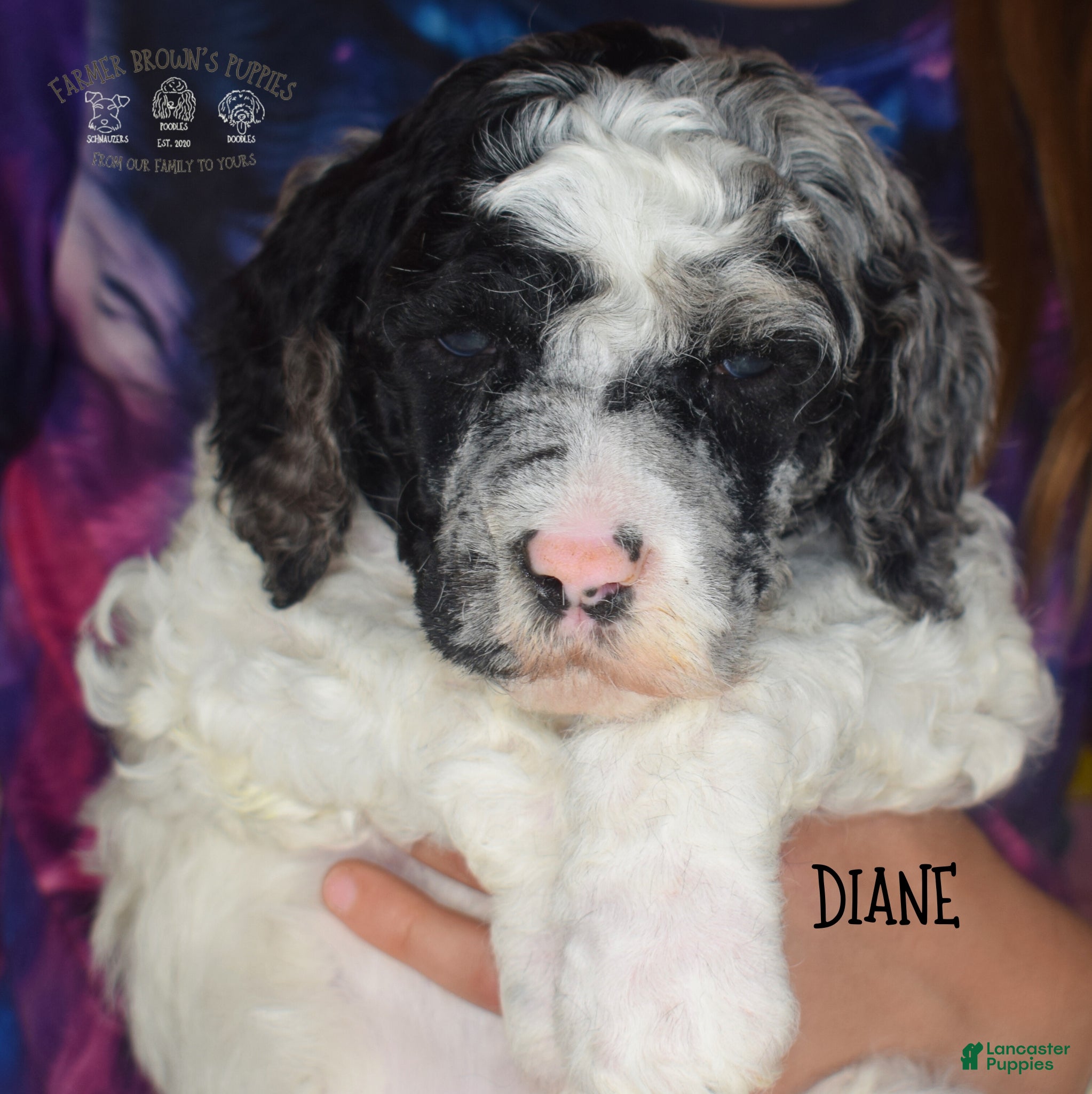 Mixed Breed dogs Diane - Ad 2