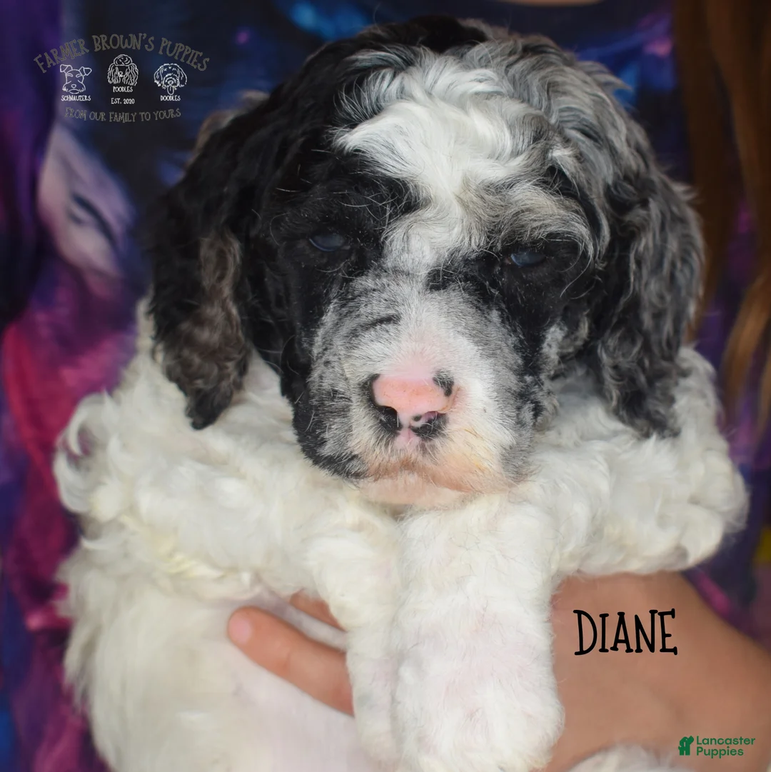 Mixed Breed dogs for sale: Diane - Ad 2