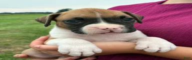 Casey