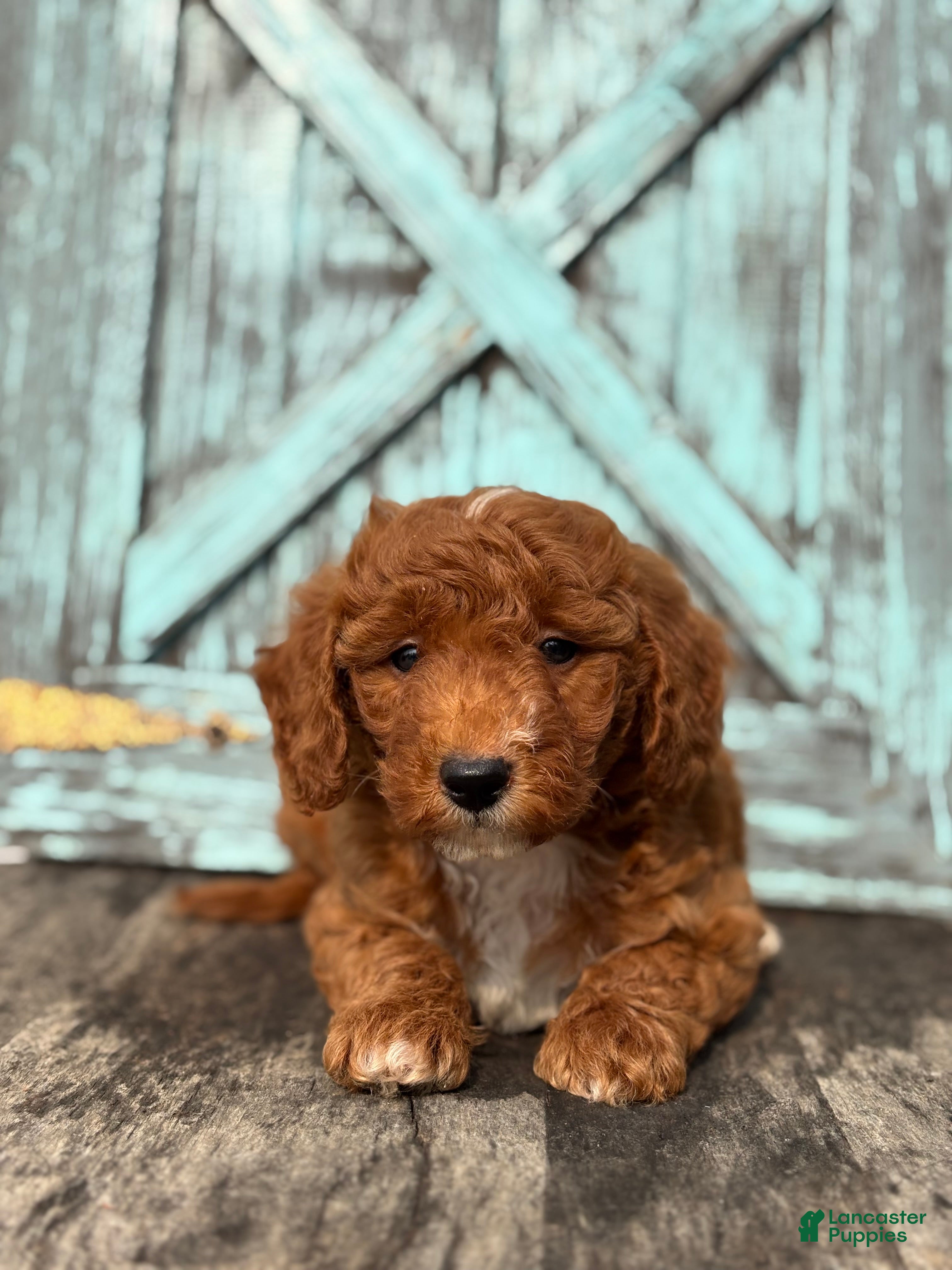 Mini Goldendoodle dogs Grant - Ad 1