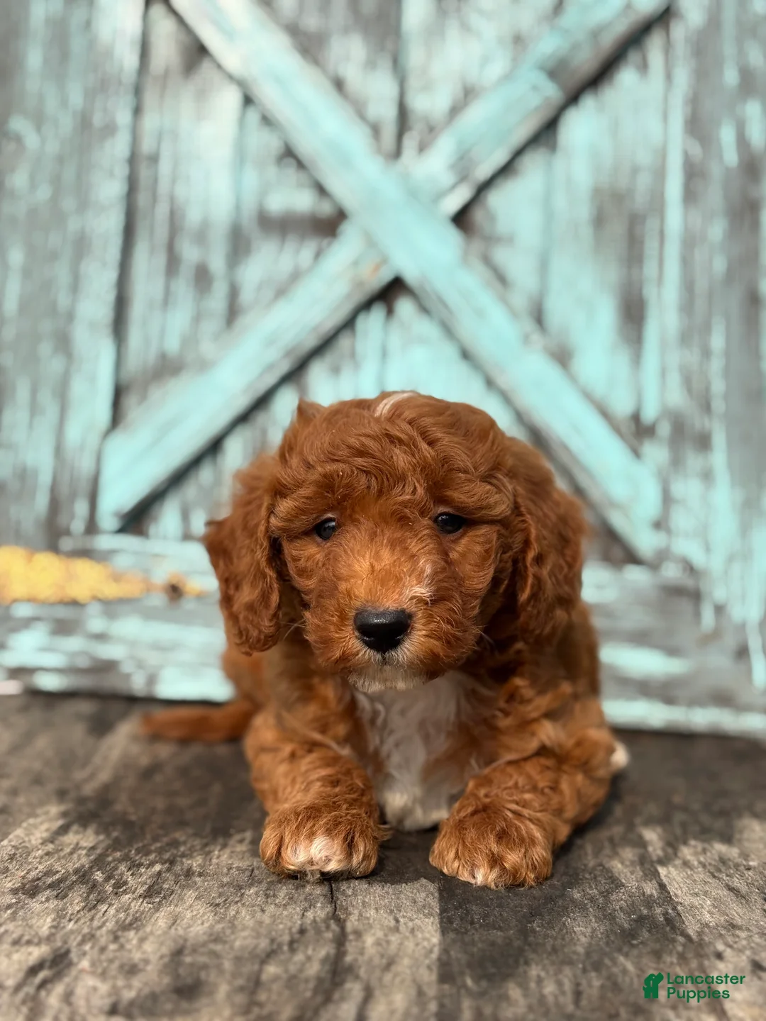 Mini Goldendoodle dogs for sale: Grant - Ad 1