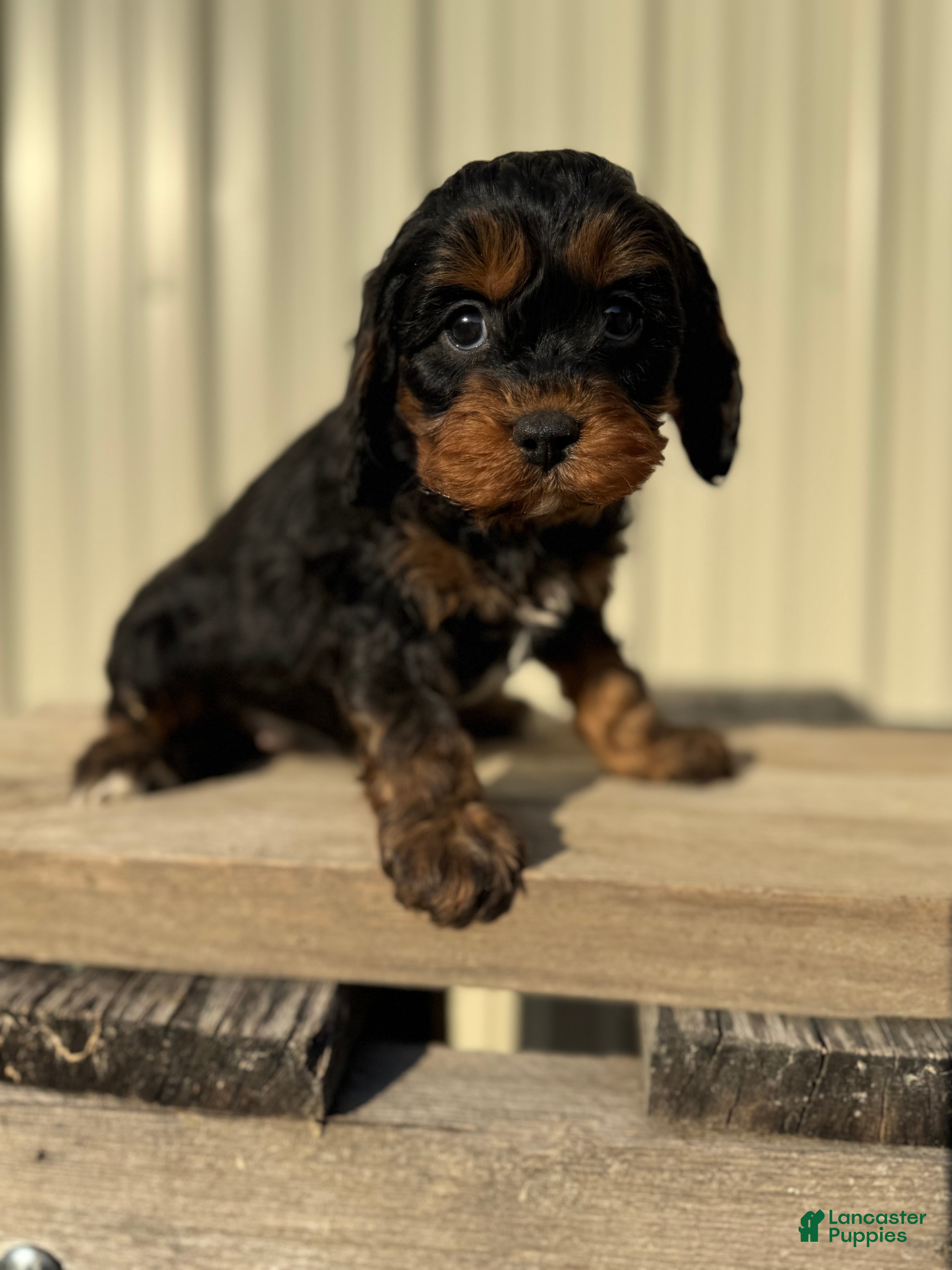 Cavapoo dogs Cavapoo Puppy 5 - Ad 39