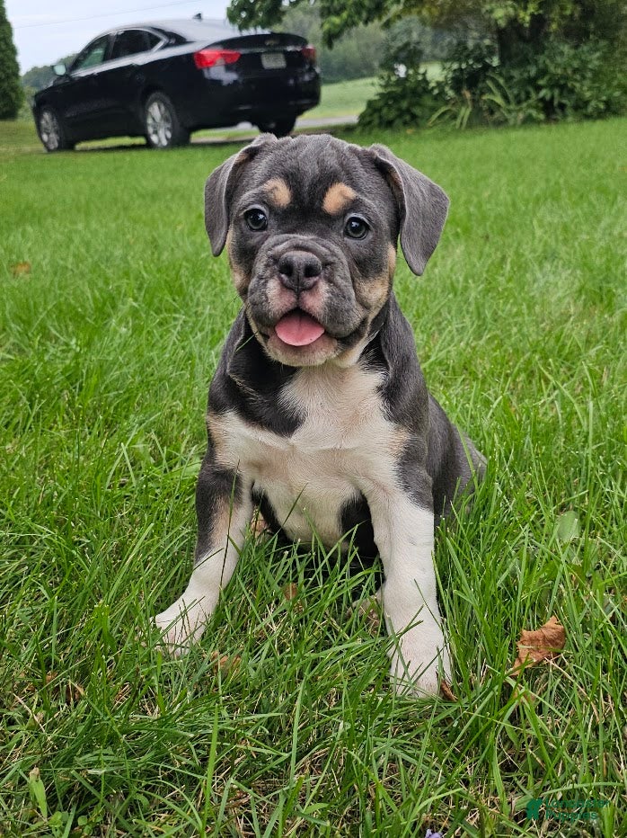Mixed Breed dogs Freelance Blue Girl - Ad 1