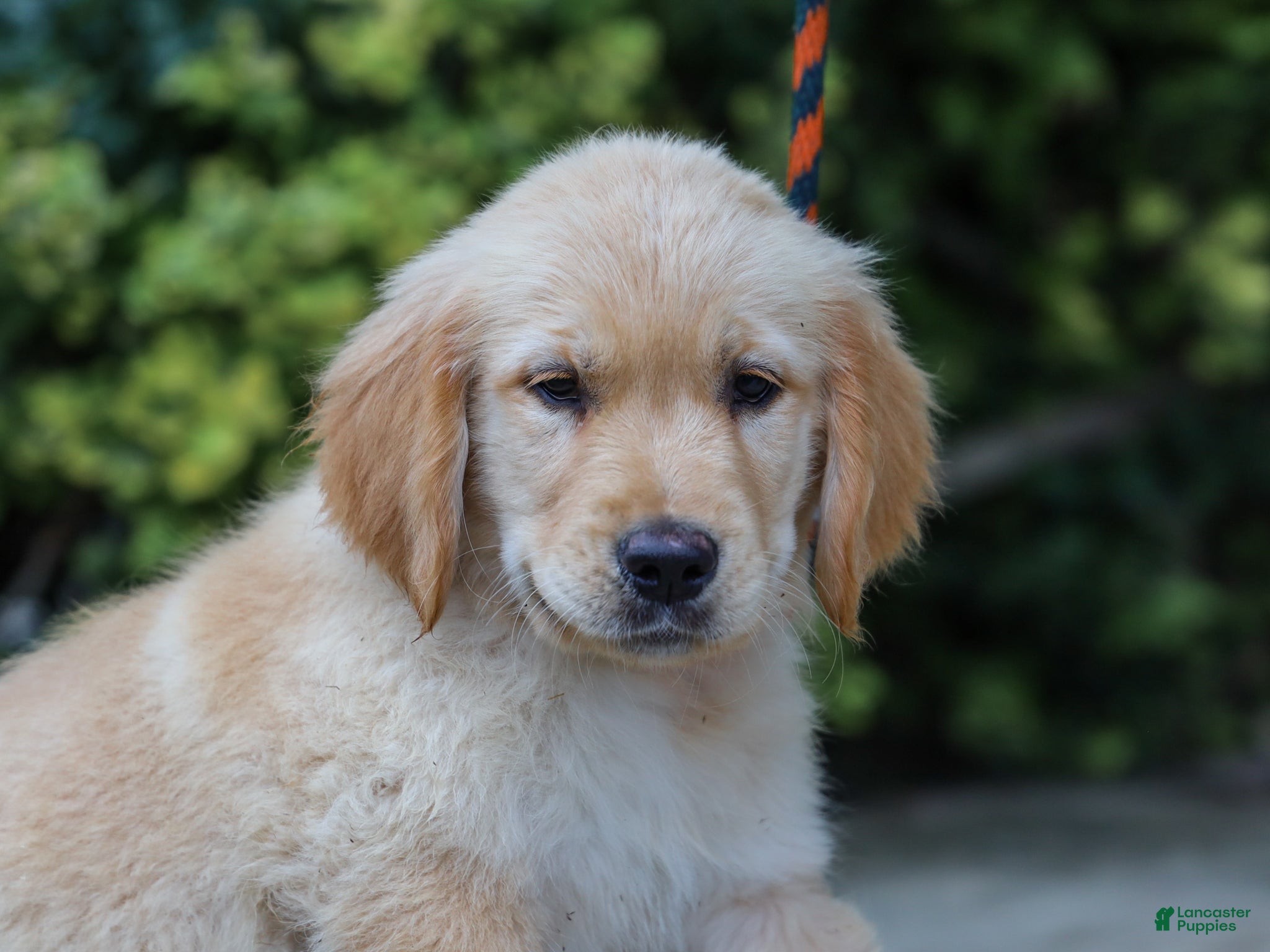 Golden Retriever dogs Arlo ACA Golden Retriever Pup - Ad 1