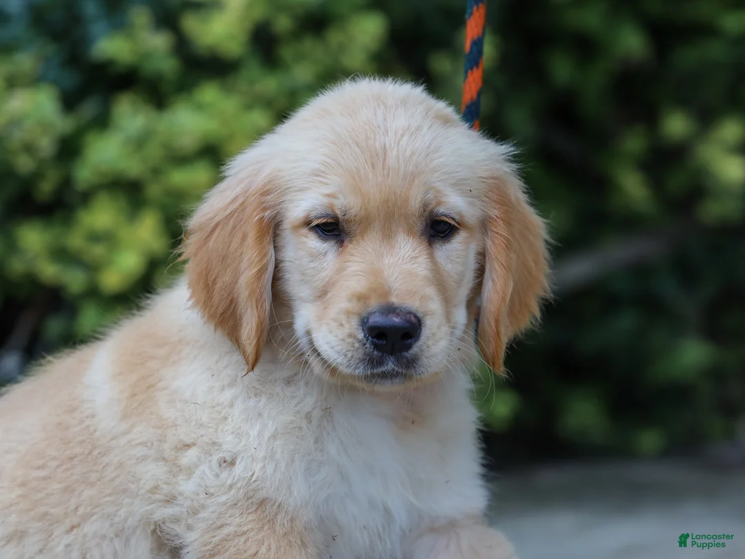 Golden Retriever dogs for sale: Arlo ACA Golden Retriever Pup - Ad 1