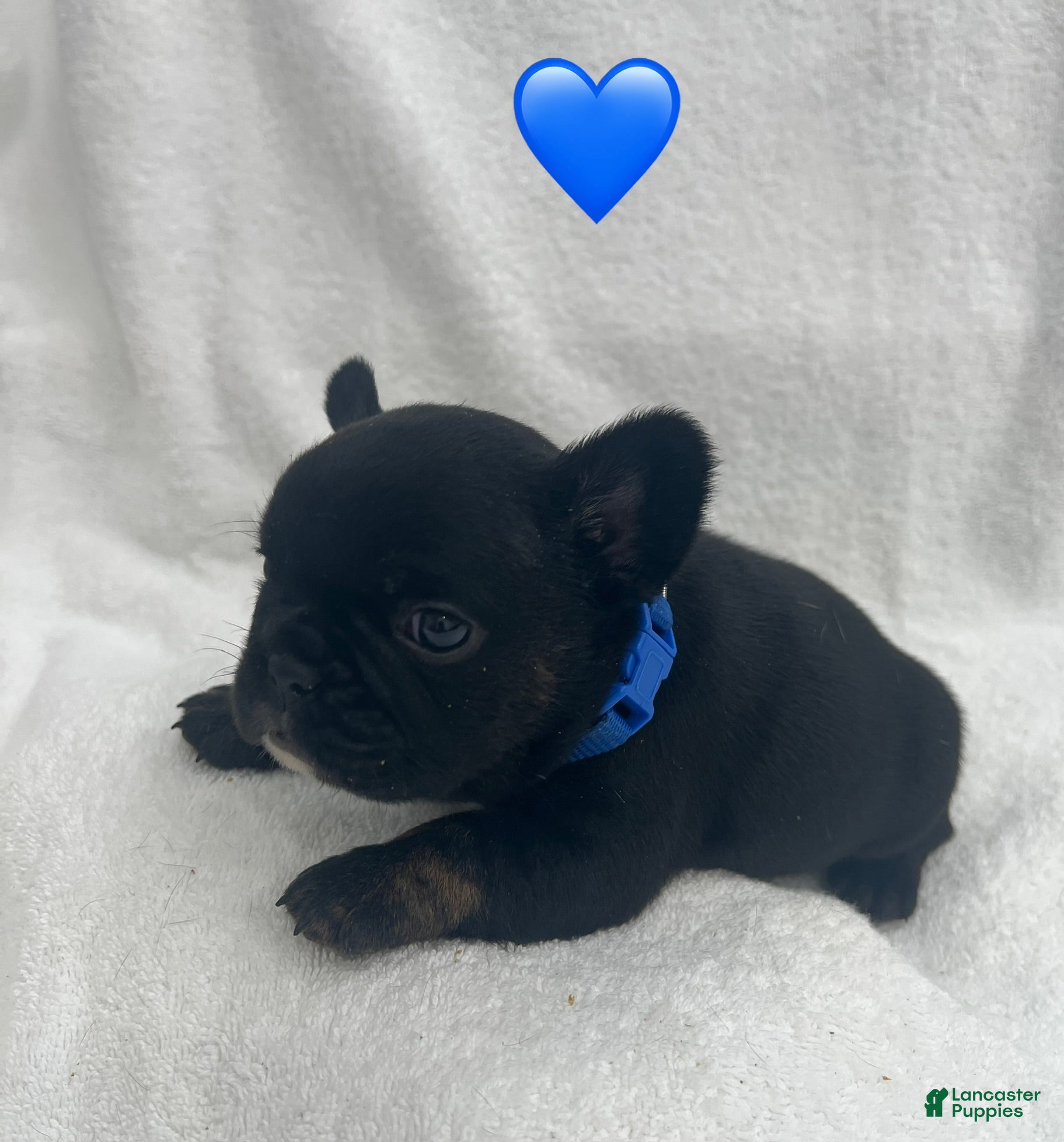 French Bulldog dogs for sale: French Bulldog - Black  - Ad 11