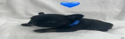 French Bulldog dogs for sale: French Bulldog - Black  - Ad 1