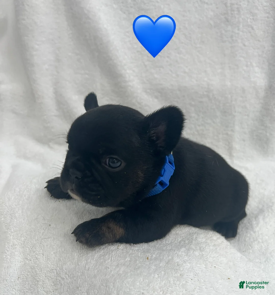 French Bulldog dogs for sale: French Bulldog - Black  - Ad 1