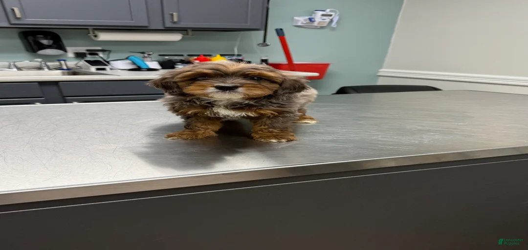 Gallery Image {{count}}