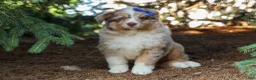 Miniature Australian Shepherd dogs for sale: LUCKY - Ad 7