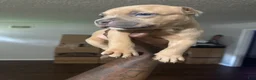 Mixed Breed dogs for sale: Nugget - Ad 1