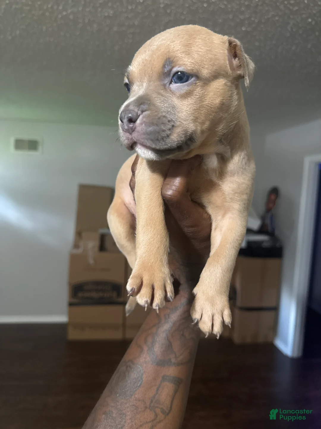 Mixed Breed dogs for sale: Nugget - Ad 1