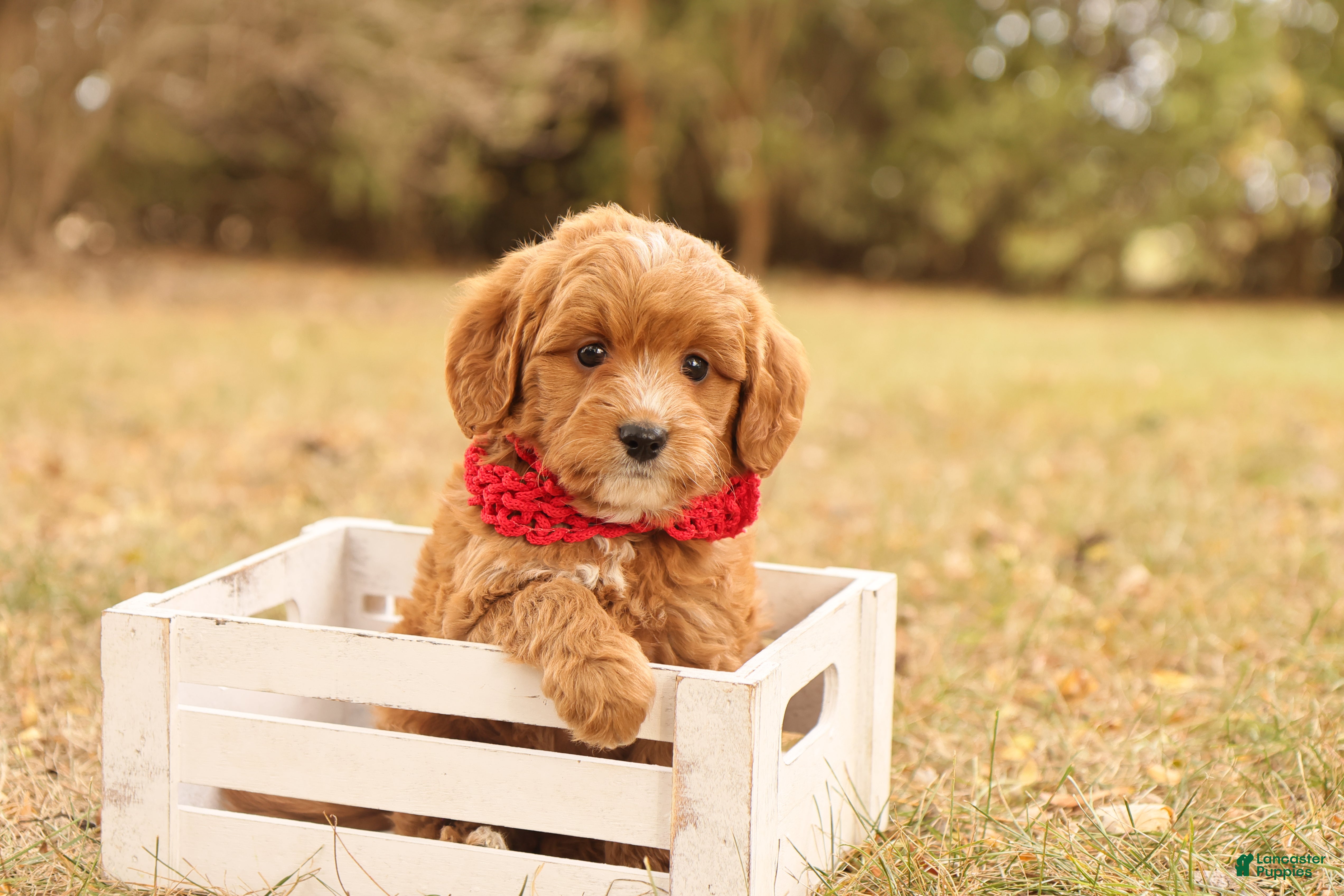 Mini Goldendoodle dogs Orion - Ad 41