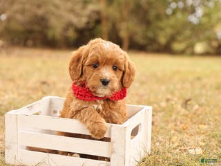 Mini Goldendoodle dogs Orion - Ad 17