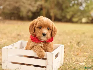 Mini Goldendoodle dogs Orion - Ad 34