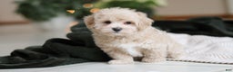 Maltipoo dogs for sale: Kyle - Ad 9