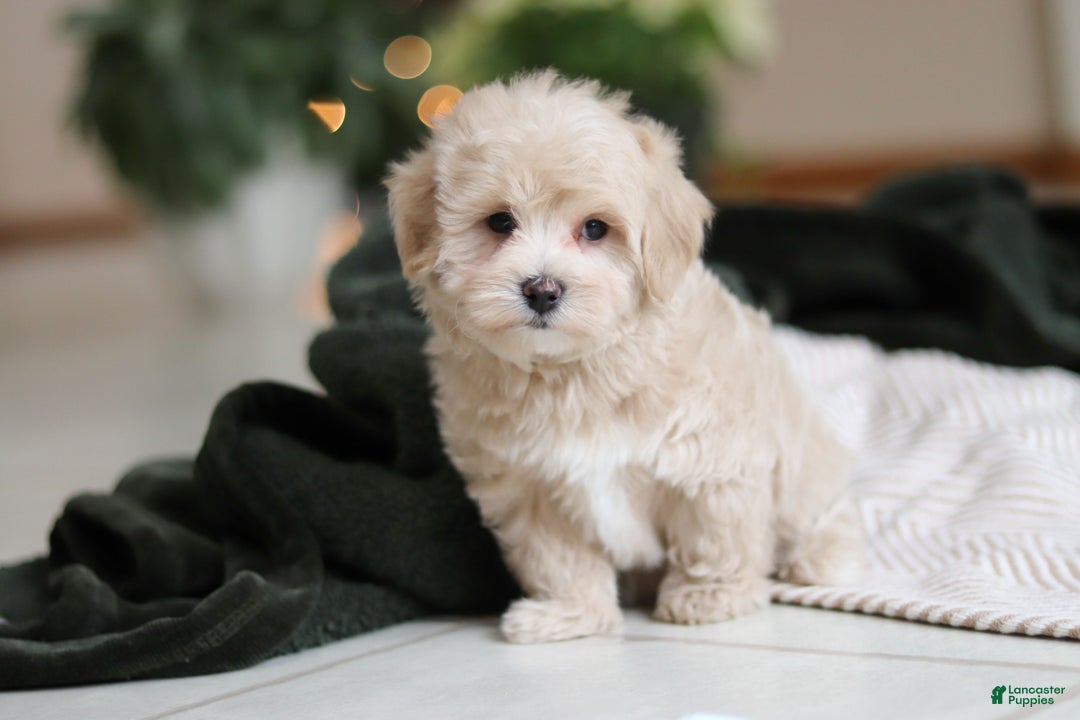 Maltipoo dogs for sale: Kyle - Ad 9