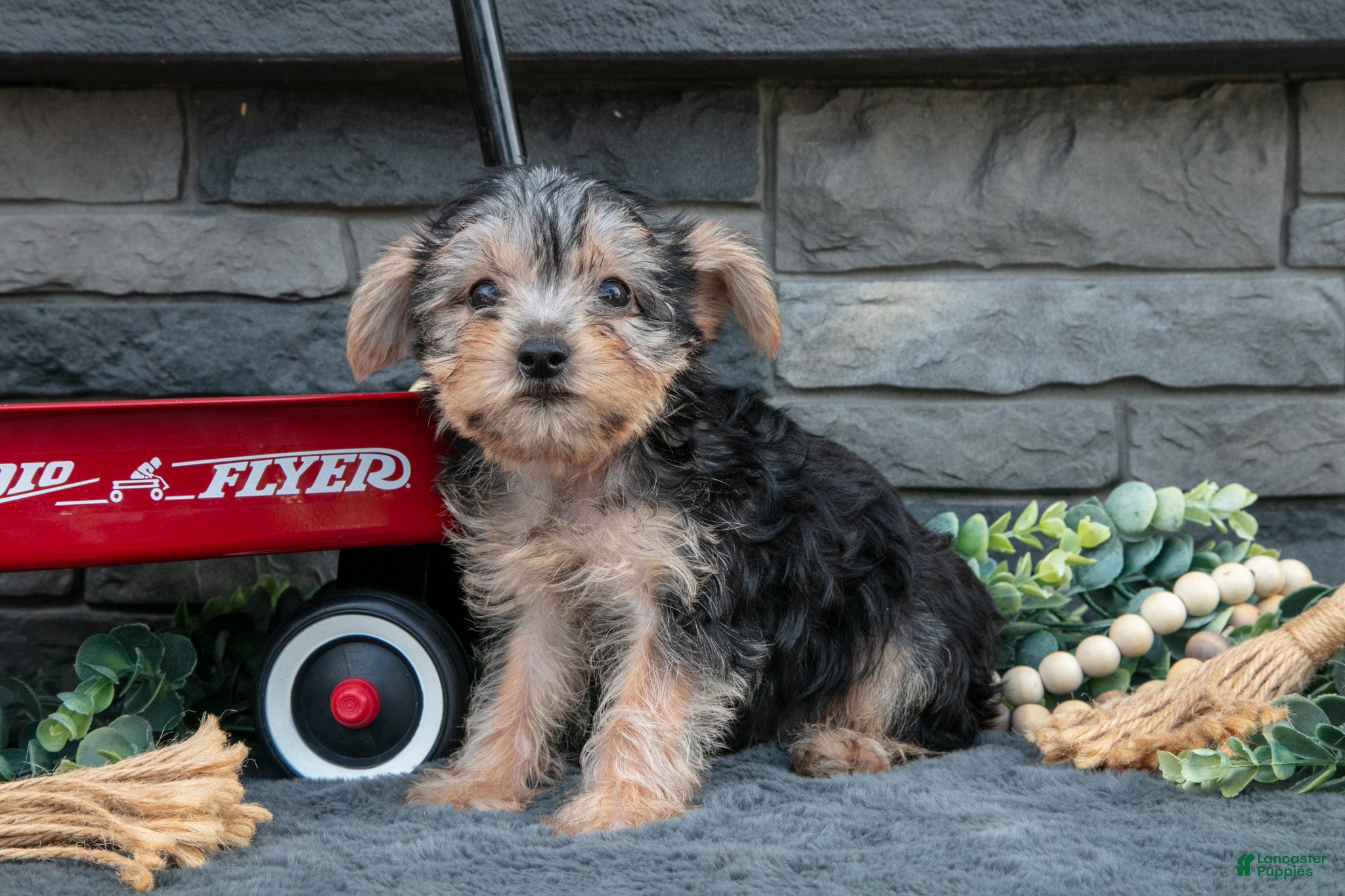 Yorkshire Terrier dogs Marietta - Ad 1