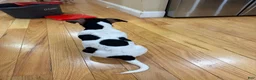 Jack Russell Terrier dogs for sale: Jack Russell Terrier 1 - Ad 3