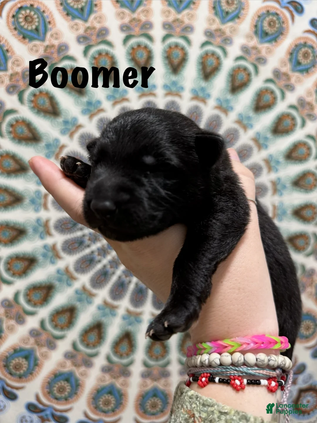 German Shepherd dogs for sale: Boomer - Ad 2