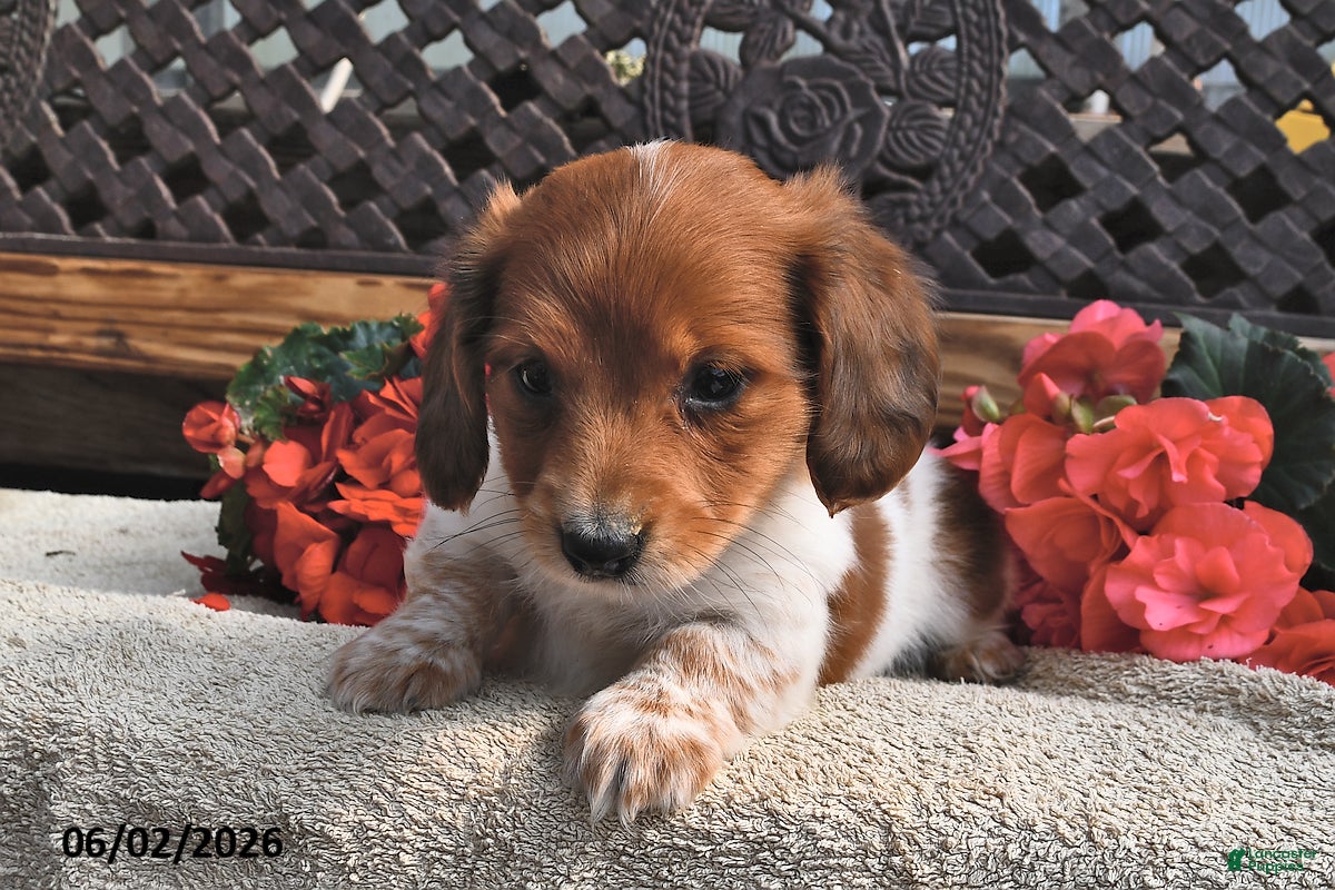 Miniature Dachshund dogs for sale: Bingo - Ad 4