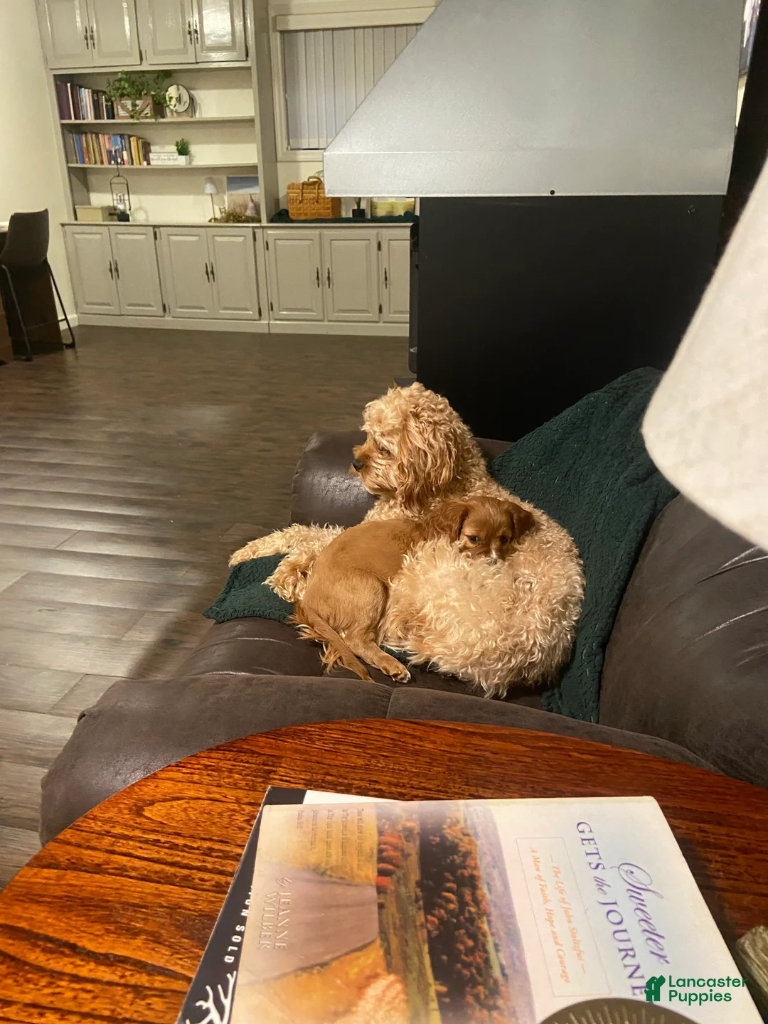 Cavapoo dogs for sale:  Lily - Ad 2