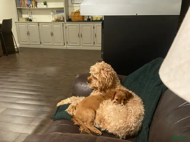Cavapoo dogs for sale: Lily - Ad 2