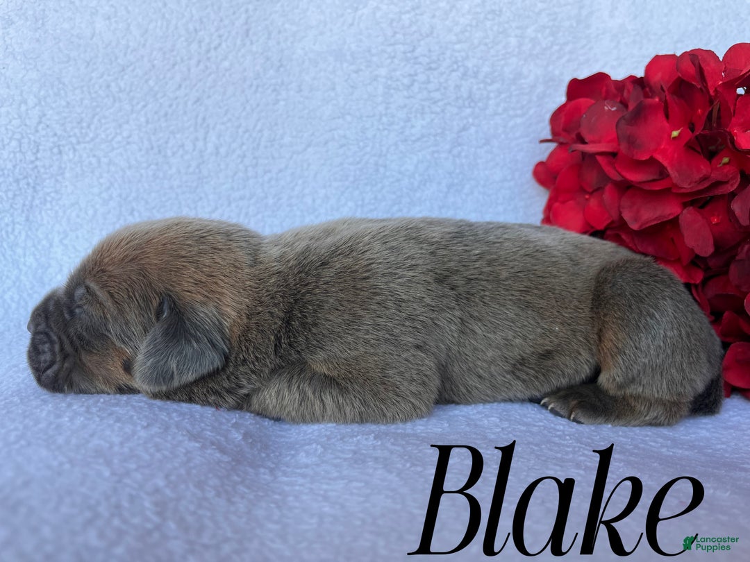 Cane Corso dogs for sale: Blake - Ad 3