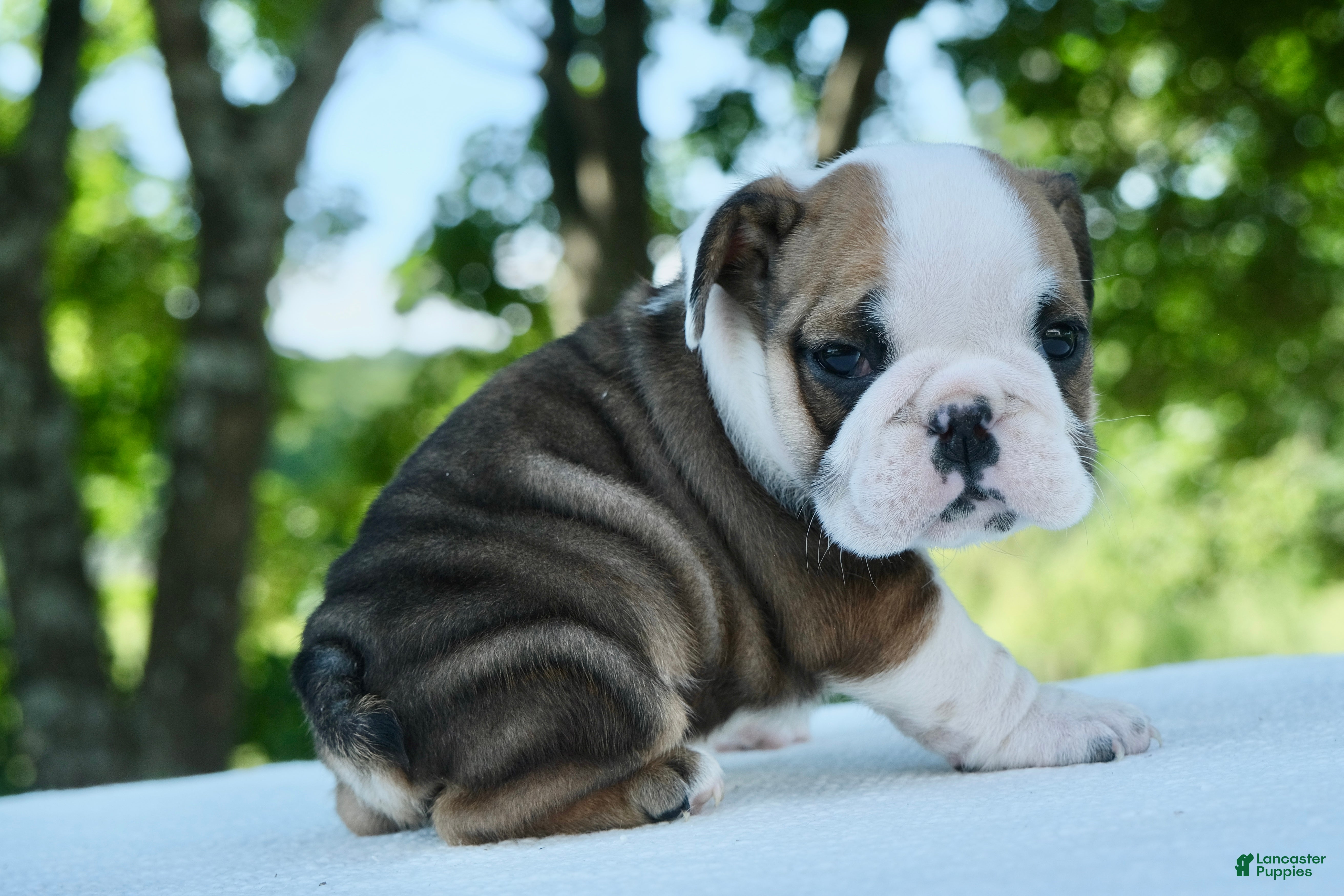 English Bulldog dogs Ellie - Ad 1