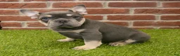 French Bulldog dogs for sale: Macy - Ad 3