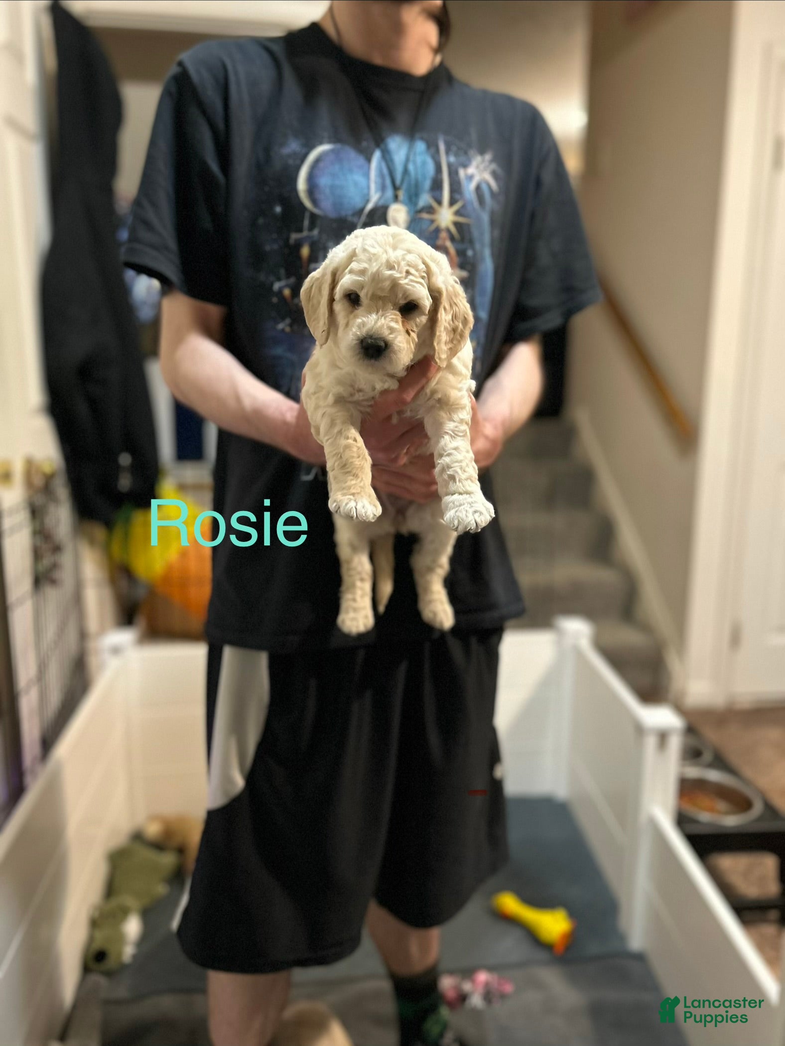 Goldendoodle dogs Rosie - Blue Female Goldendoodle  - Ad 31