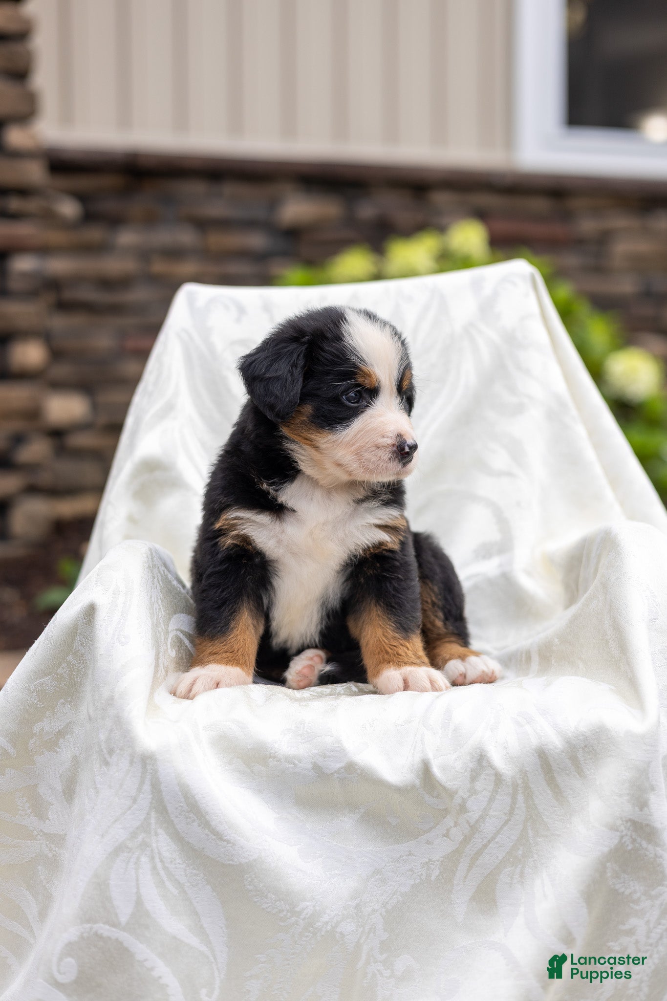 Bernese Mountain Dog dogs Rocky - Ad 2